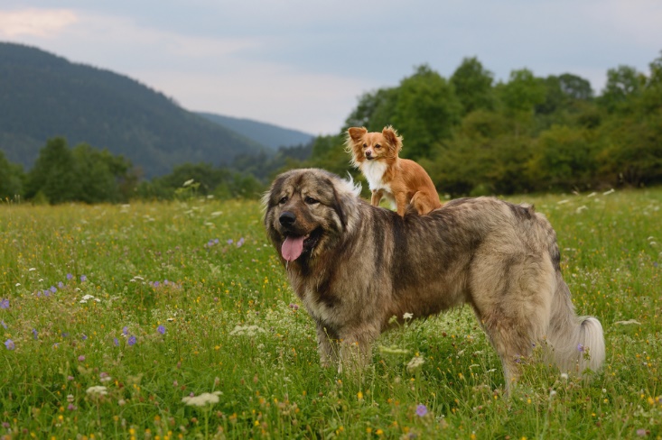 A couple of dogs in a grassy field Description automatically generated with low confidence