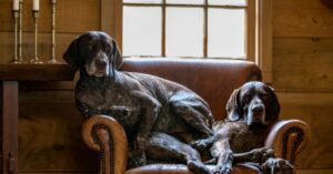 A couple of dogs sitting on a chair Description automatically generated with low confidence