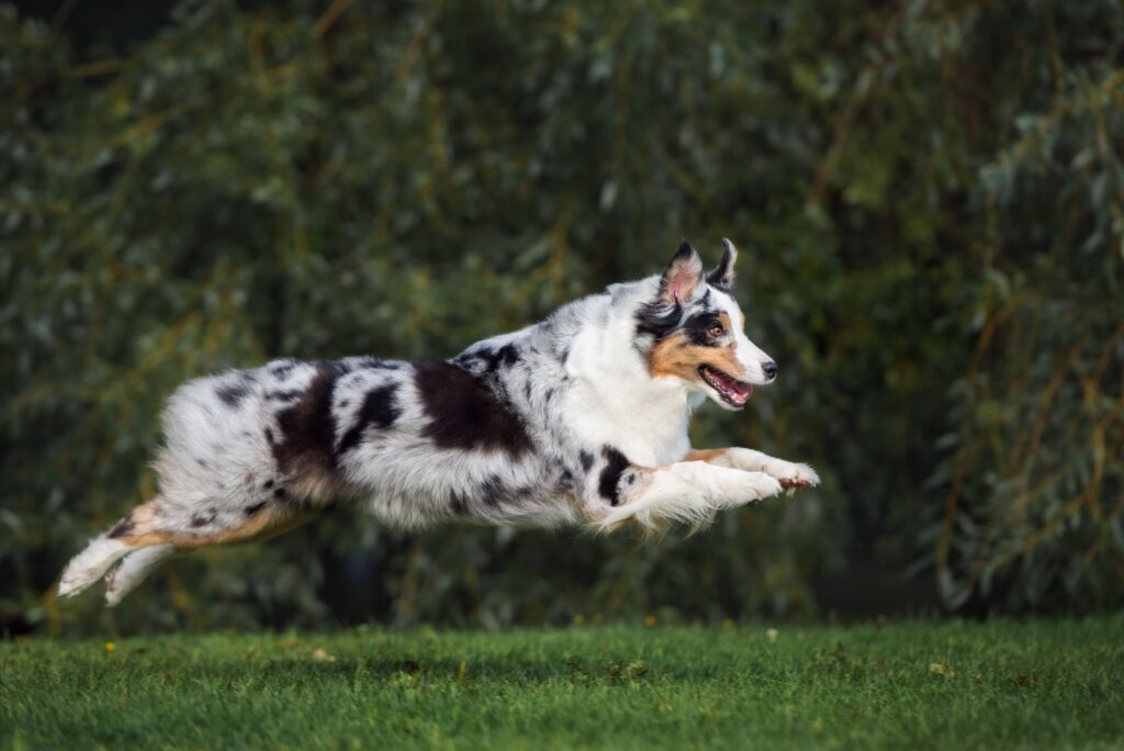 A dog jumping in the air Description automatically generated with medium confidence