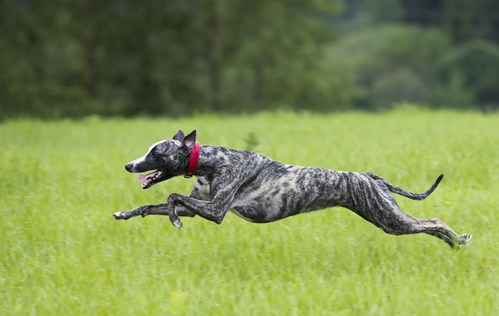 A dog running in a field Description automatically generated with medium confidence