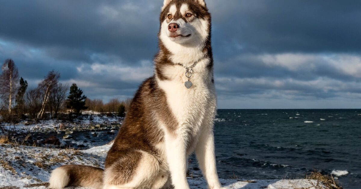 A dog sitting on a beach Description automatically generated with medium confidence
