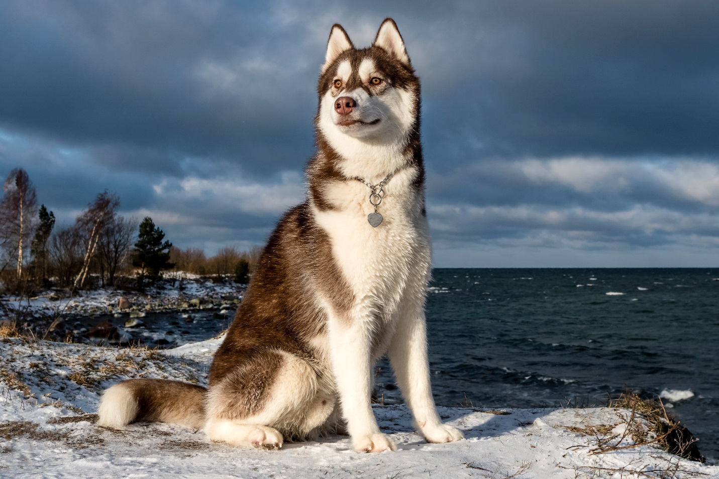 A dog sitting on a beach

Description automatically generated with medium confidence