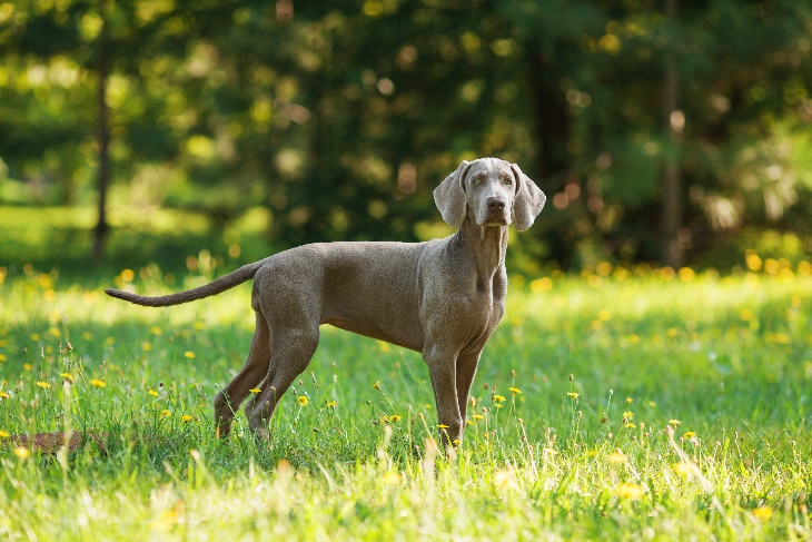 A dog standing in a grassy area

Description automatically generated with medium confidence