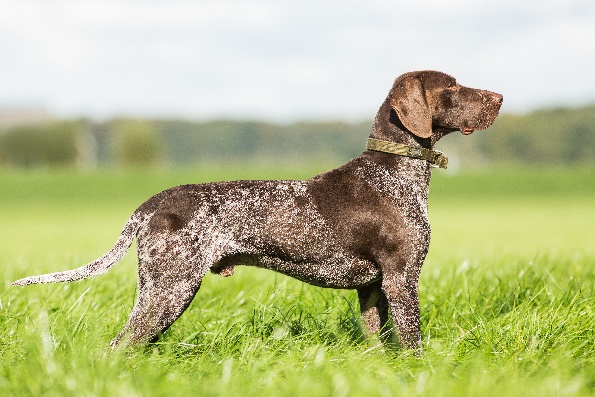 A dog standing in a grassy field

Description automatically generated with medium confidence