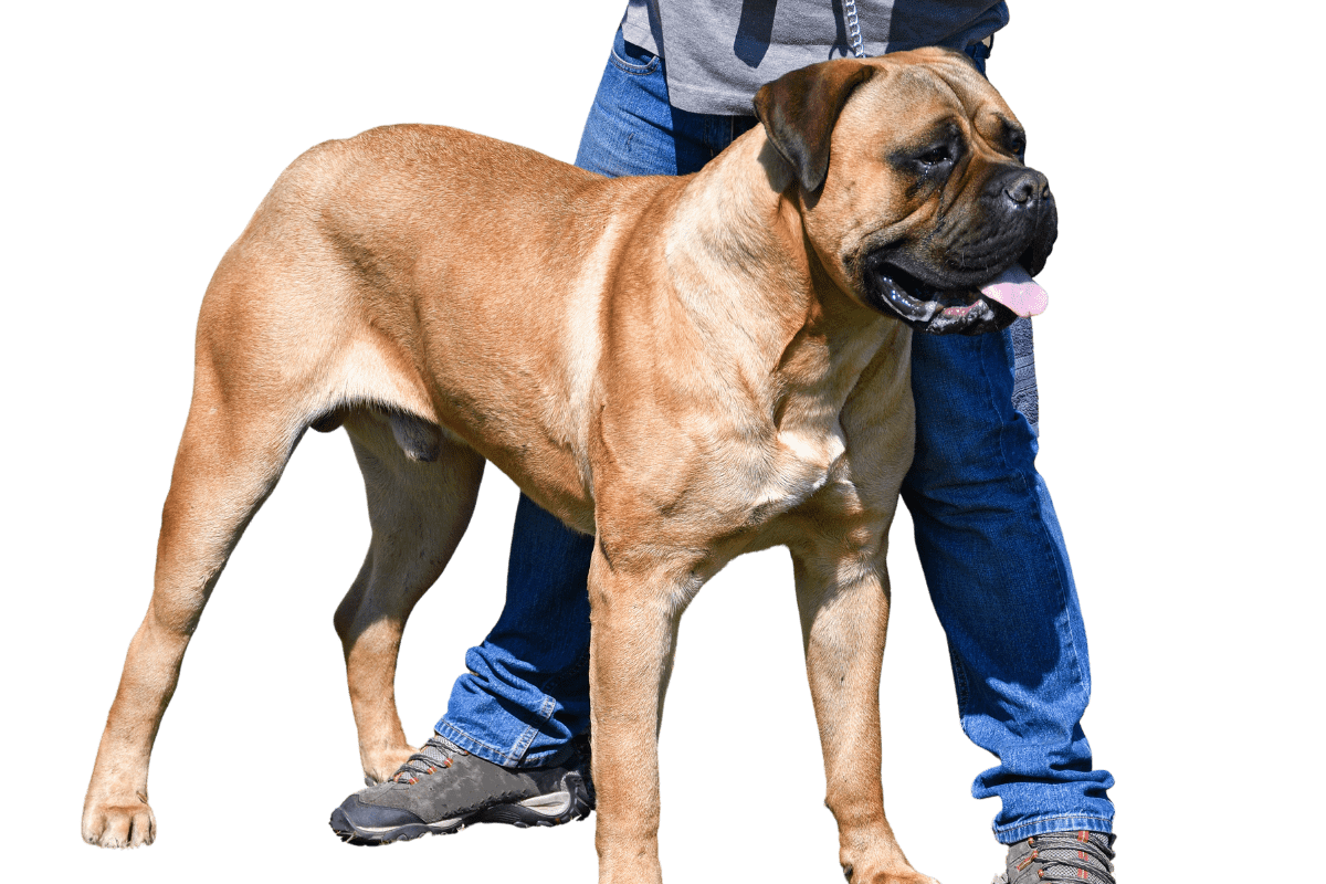 A dog standing next to a person

Description automatically generated with medium confidence