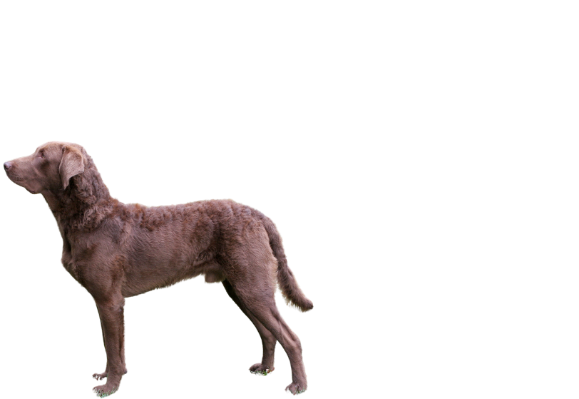 A dog standing on a black background

Description automatically generated with low confidence