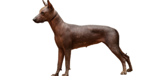 A dog standing on a black background Description automatically generated with low confidence