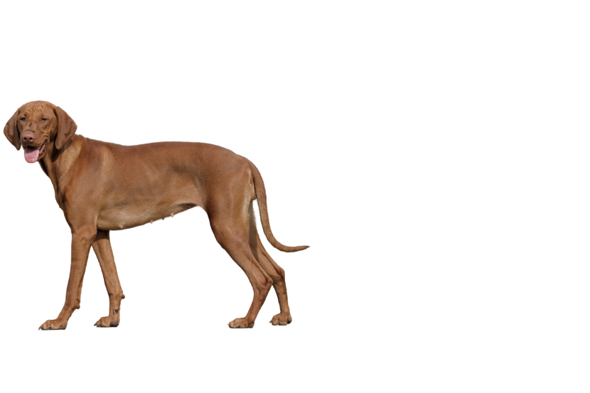 A dog standing on a black background

Description automatically generated with medium confidence
