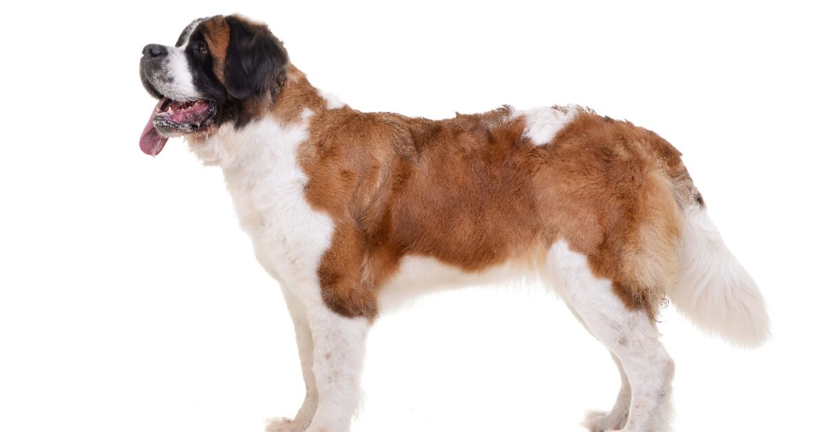 A dog standing on a white background Description automatically generated with low confidence