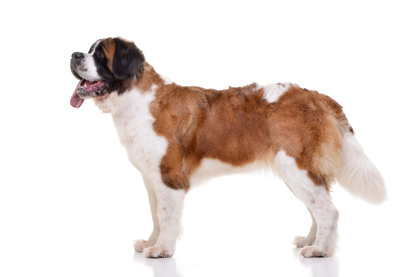 A dog standing on a white background

Description automatically generated with low confidence