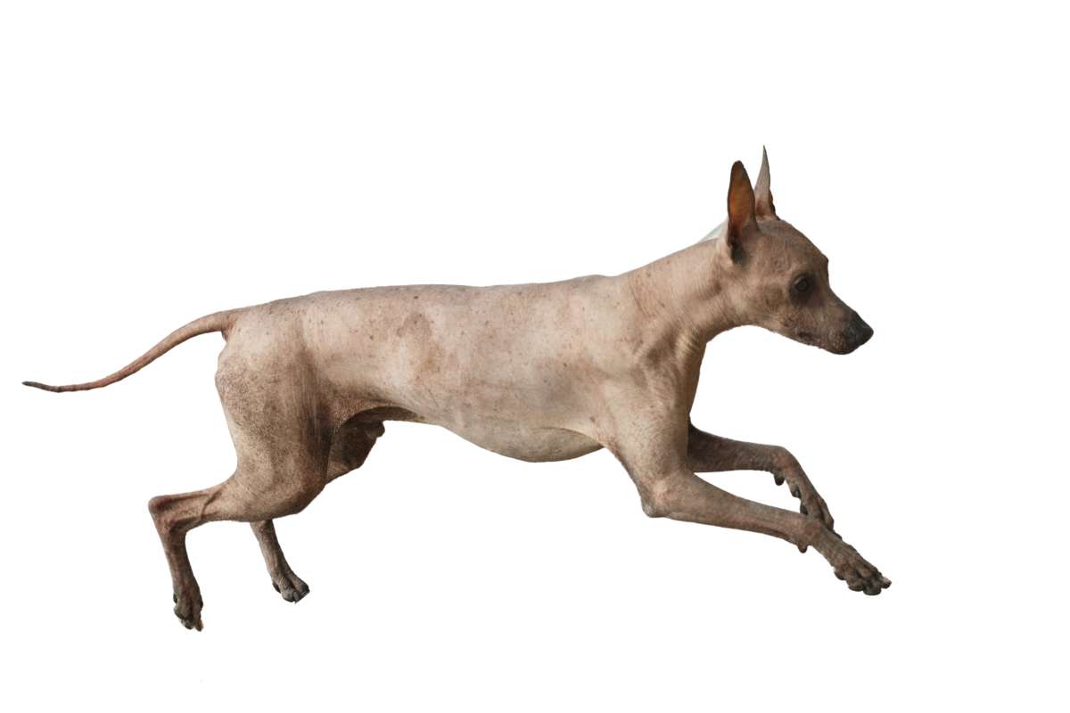 A picture containing dog, mammal, standing, dark

Description automatically generated