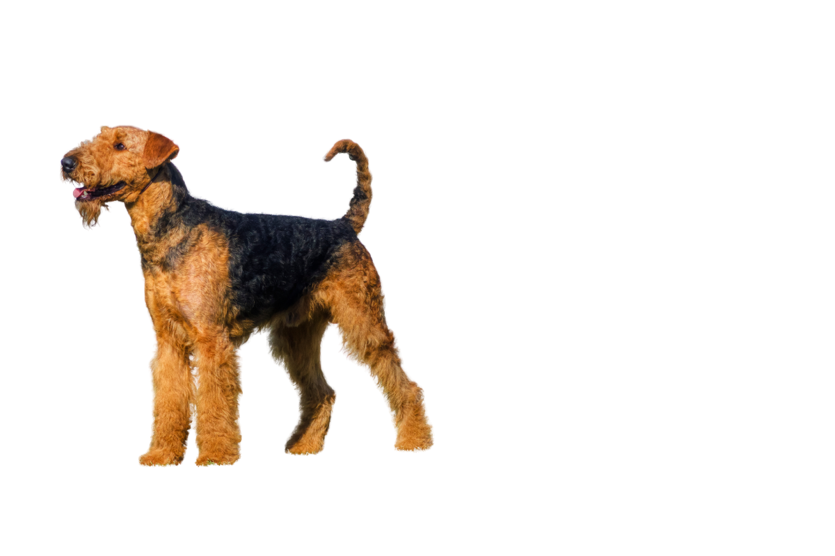 A picture containing mammal, standing, dog

Description automatically generated