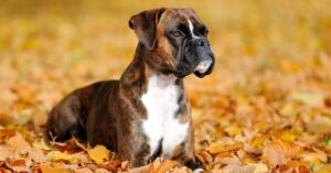 Boxer Dog