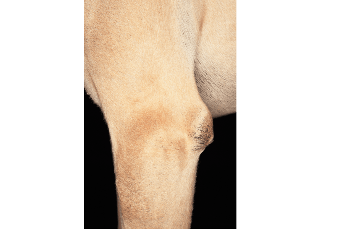 3 Worst Joint Problems What to Do When Your Big Dog Hurts!