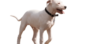 Dogo Argentino