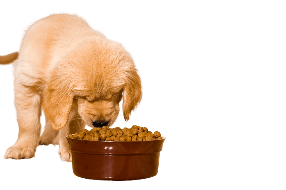 Do Large Breed Puppies Need Glucosamine