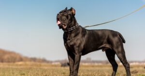 Cane Corso