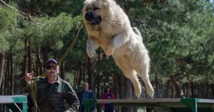 Caucasian Shepherd