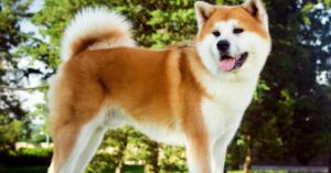 Akita Dog