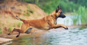 Belgian Malinois