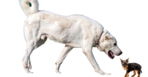 Do Big Dogs and Little Dogs Get Along