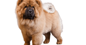 Chow Chow dog breed