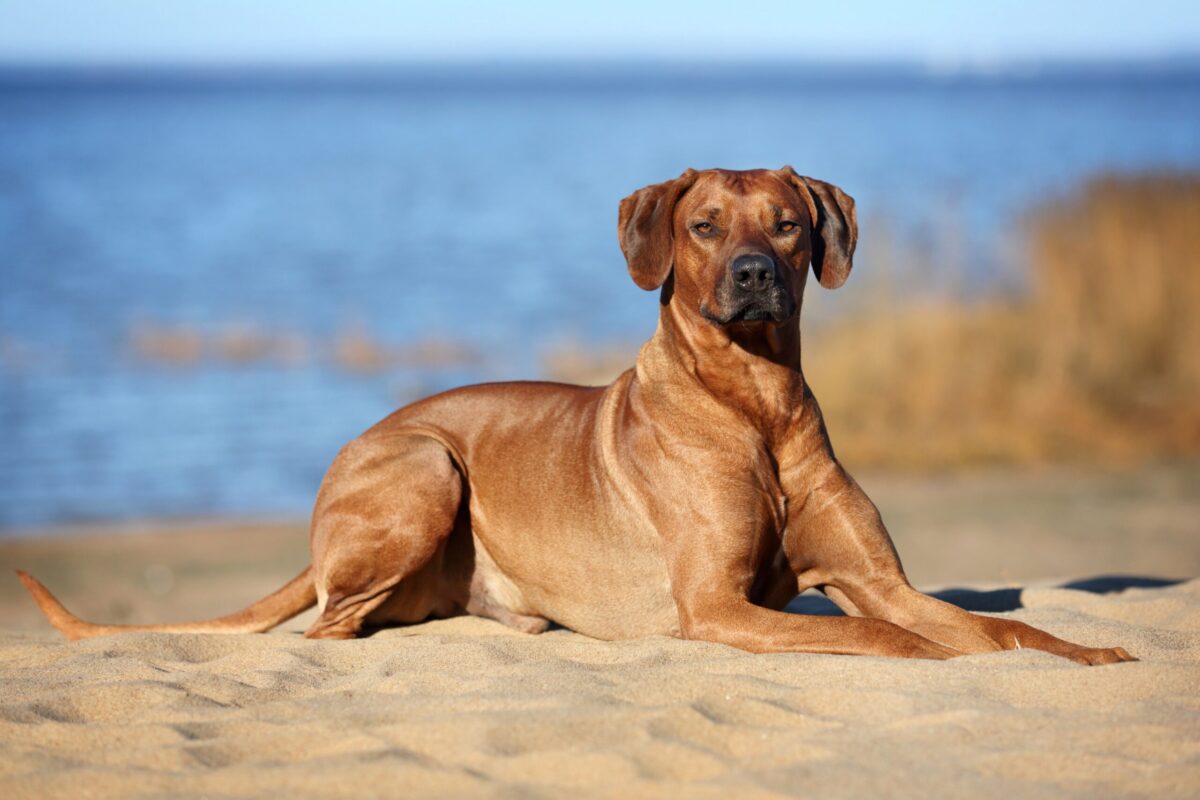 Rhodesian Ridgeback At-a-Glance