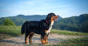 Bernese Mountain Dog