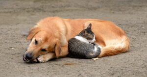 Best big dogs for cats
