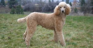 Standard Poodle