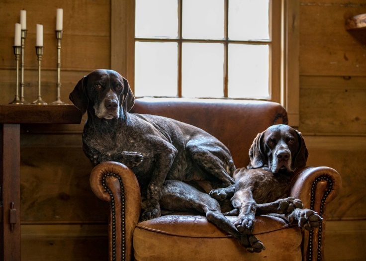 A couple of dogs sitting on a chair Description automatically generated with low confidence