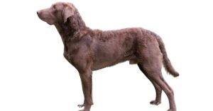 Chesapeake Bay Retriever