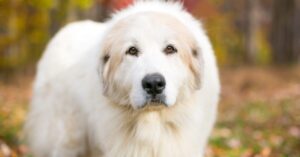 Great Pyrenees
