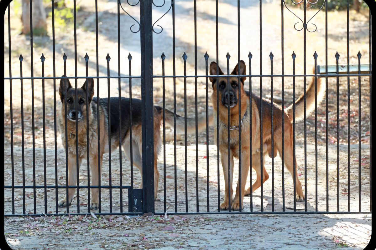 Image showcasing Protective Large Breed Dogs