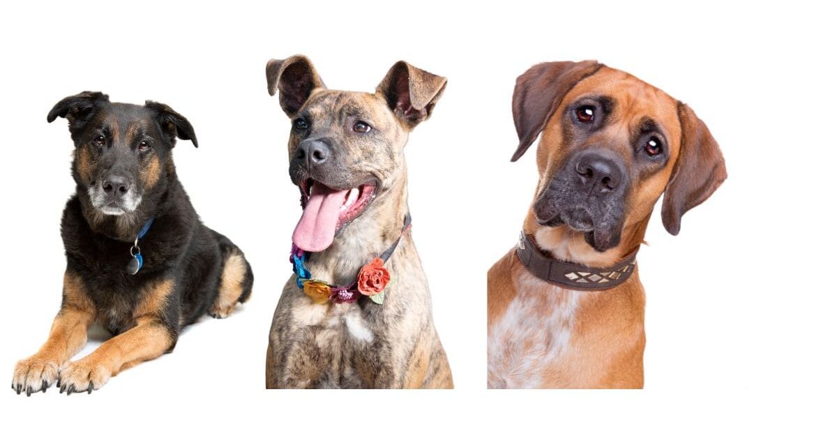 Three mixed breed dogs