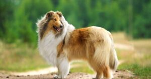 Collie dog