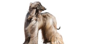 Afghan Hound