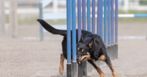 Dog running agility