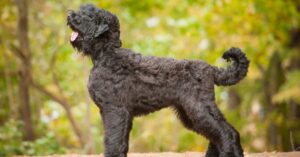 Black Russian Terrier Dog