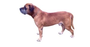 boerboel dog breed