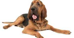 Bloodhound