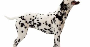 Dalmation dog breed