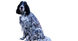 English Setter