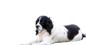 English Springer Spaniel