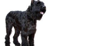 Giant Schnauzer