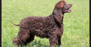 Irish Water Spaniel