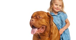 Dogue de Bordeaux with little girl