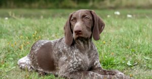 German Shorthaired Pointer