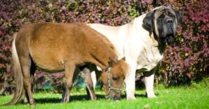 English Mastiff Compared to Mini Horse