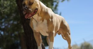 Pit Bull